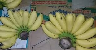 Itu andalannya tukang pisang goreng. 9 Jenis Jenis Pisang Di Indonesia Dan Aneka Olahan Makanannya