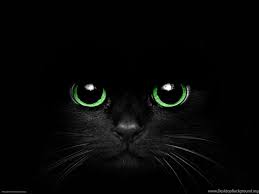 Black Cat Eyes Wallpaper
