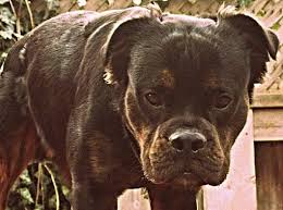 mammut bulldog dog breed information