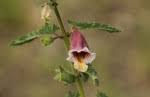 Species information: Ceratotheca sesamoides - Flora of Caprivi