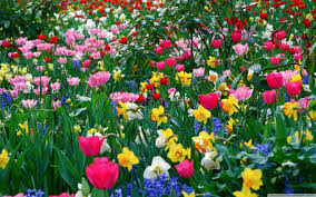 spring flower desktop background 54