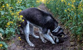 Dog Friendly Gardening Tips The Home