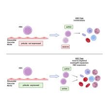 hematopoietic stem cell fate via cxcl8