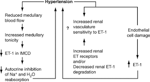 Hypertension In End Stage Renal Disease Sciencedirect