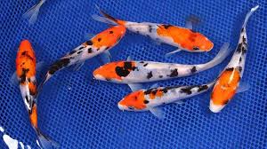 Understanding Koi Fish Color Meaning Lifedaily