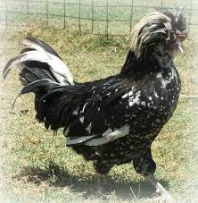 Information And Pictures Of Over 60 Chicken Breeds