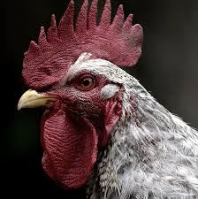 Avian influenza (ai) is a contagious viral infection which can affect all species of birds. Bird Flu Symptoms In Chickens Humans And Prevention Guidefreak