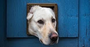 How To Install A Dog Door In A Screen