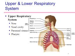 This community is assumed to be constantly subject to synergistic and competitive interspecies interactions. Anatomy Of The Respiratory System Ppt Video Online Download