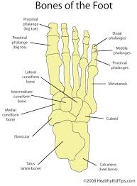 Foot Care Nails Feet Feet Care Foot Anatomy Podiatry