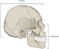7 3 the skull mohawk pn structure