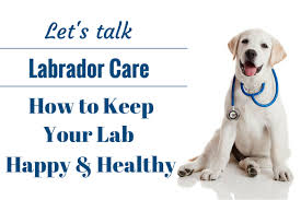 An Introduction To Caring For A Labrador Retriever