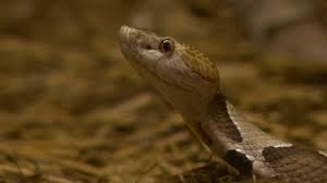 Want to play snake games? More People Get Snake Bites This Year As People Go For Walks Due To Coronavirus Abc11 Raleigh Durham