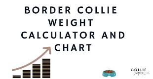 border collie weight chart how much