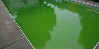 how to remove algae from pool walls 4