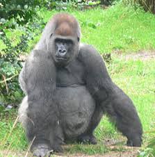 Gorilla New World Encyclopedia
