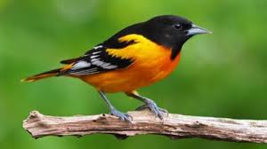Bird Populations In Us And Canada Down 3bn In 50 Years Bbc