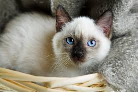 Give your cat a name that reflects, and is possibly related, to your own interests or hobbies. 60 Sassy Siamese Cat Names Pethelpful By Fellow Animal Lovers And Experts