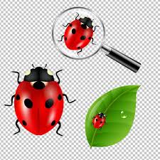 Premium Vector Ladybugs Set