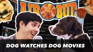 The franchise began in 1997 with the theatrical release of air bud. Me And My Dog Watch Air Bud Dog Reacts Youtube