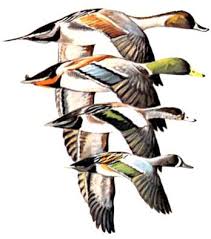 U S Fish Wildlife Service Migratory Bird Program