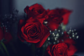 30 free black and red rose wallpaper