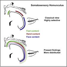somatosensory homunculus