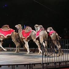The Ben Hur Shrine Circus On January 15 18
