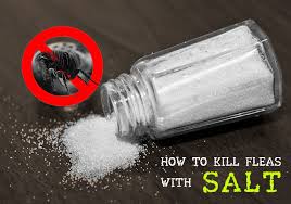 does salt kill fleas on hardwood floors