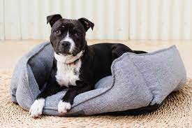 how to wash a dog bed in 4 steps