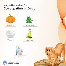 how to treat your dog s constipation