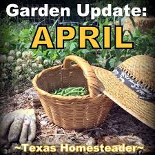 April Garden Update Hardiness Zone 8a
