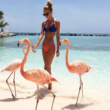 Is aruba open for travel? Fantasticheskaya Aruba Plyazh Rozovyh Flamingo Plyazh Puteshestviya Flamingo