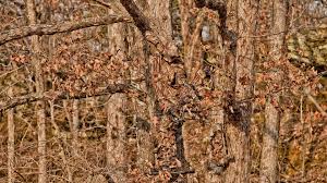 browning wallpaper camo 53 images