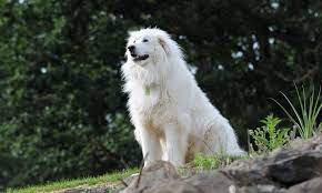 great pyrenees characteristics care