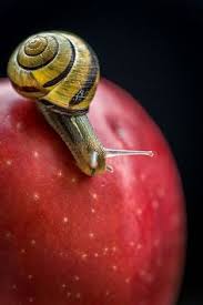 RÃ©sultat de recherche d'images pour "la pomme et l'escargot"