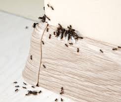 get rid of ants in the bathroom sink