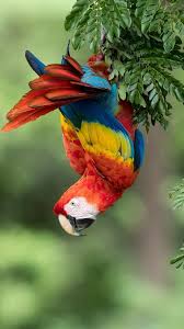 parrot macaw colorful feathers tree