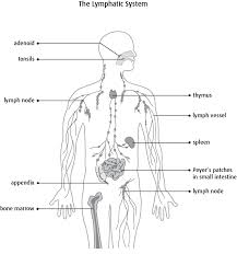 Lymph Node Diagram Catalogue Of Schemas