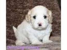 Where every puppy is bred,raised welcome to briarthorn designer cavachons! Puppyfinder Com Cavachon Puppies Puppies For Sale Near Me In Iowa Usa Page 1 Displays 10