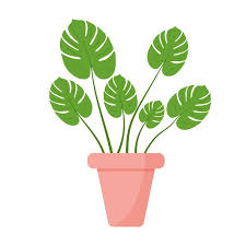 houseplant monstera deliciosa leaf from