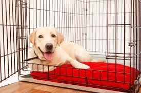 a dog crate more comfortable