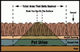 cat urine anderson carpet wood