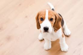 Turns out all this cuteness is because of our brains. These Dog Breeds Always Have Unbelievably Cute Puppies