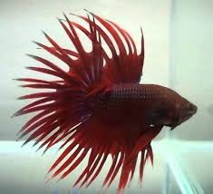 Can male and female betta fish live together? Male Betta 6 0 Dealsan