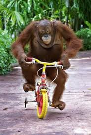 Image result for chimp riding a bicycle
