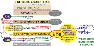 Science Behind Vitamin D Mpkb