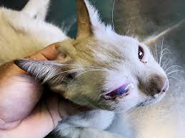 Anterior uveitis in cats (inflammation of the front part of the eye, including the iris) basics overview • inflammation of the front part of the eye, including the iris (known as ―anterior uveitis. Uveitis In Dogs And Cats