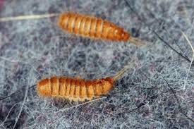 how to get rid of carpet beetles and