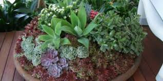 There is a small drainage hole in the base, however for succulents this is not a problem. The Best Potted Plants For Full Sun Part Sun And Shade